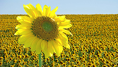 Nahrungserg�nzung Vitamine Selen Magnesium Omega3 Spurenelemente